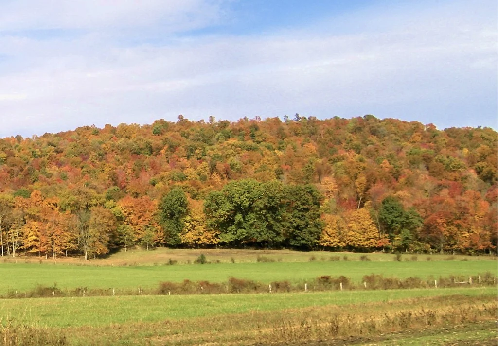 Fall Festival of the Leaves