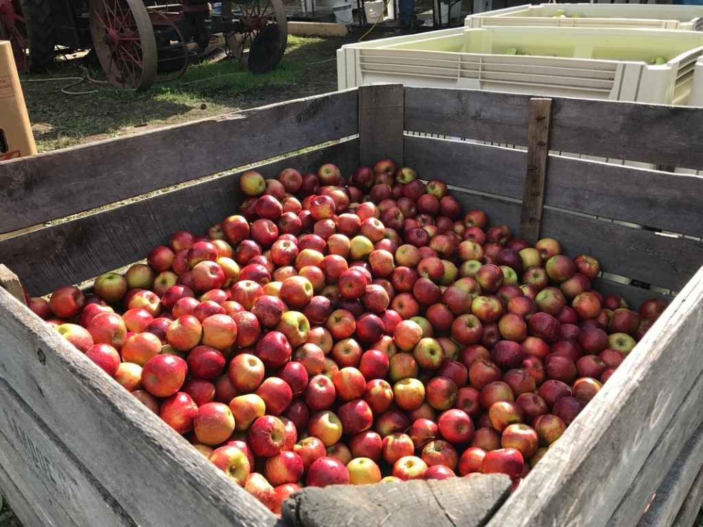 apple fruit cart