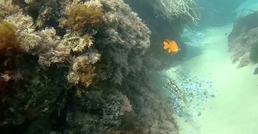 Shaw's Cove snorkeling