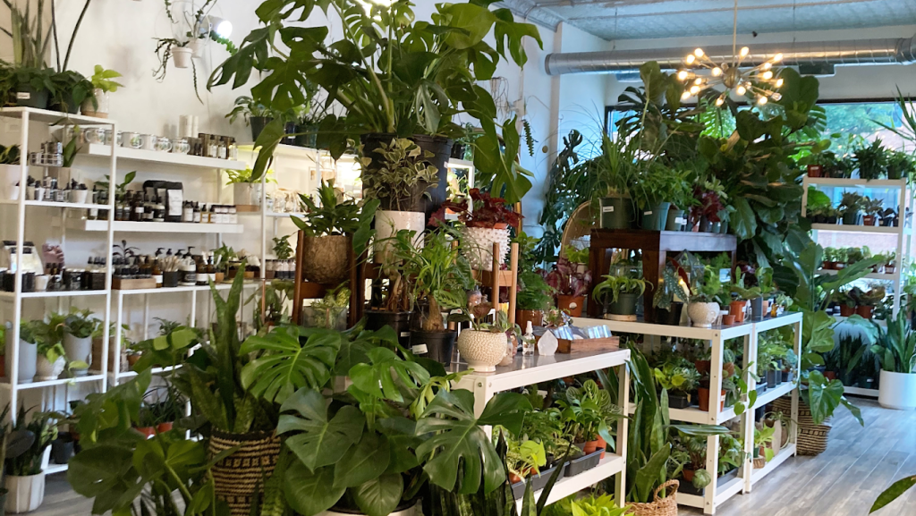 Plant Salon in Chicago Interior