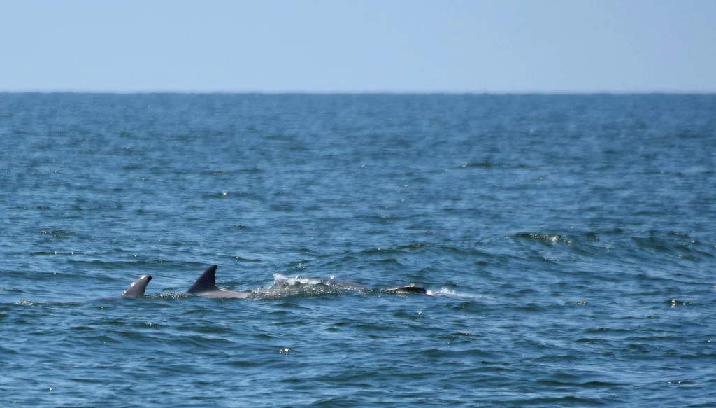 pod of dolphins