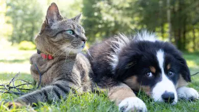 cat and dog sitting on grass