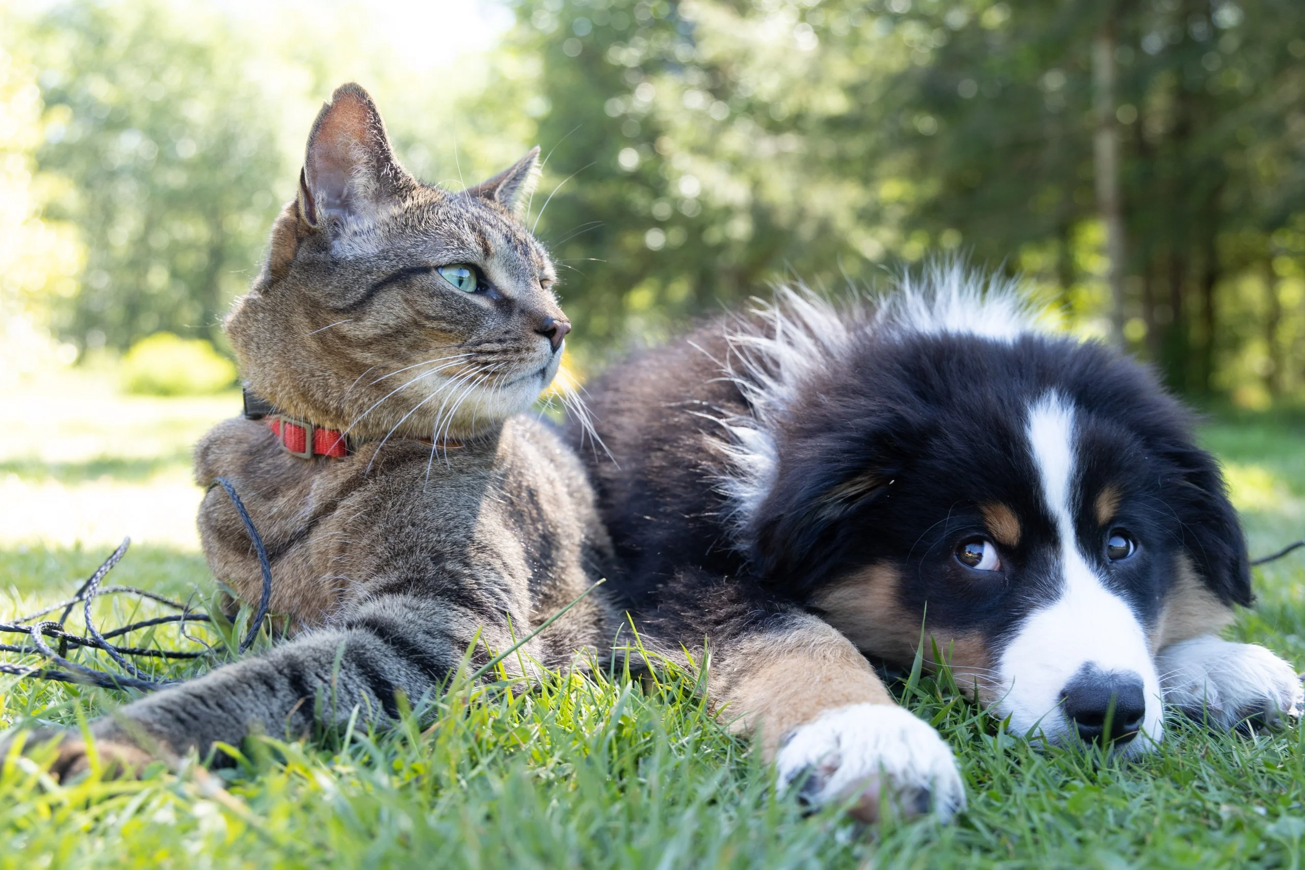 cat and dog sitting on grass