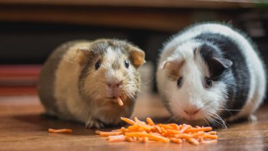 hamsters eating