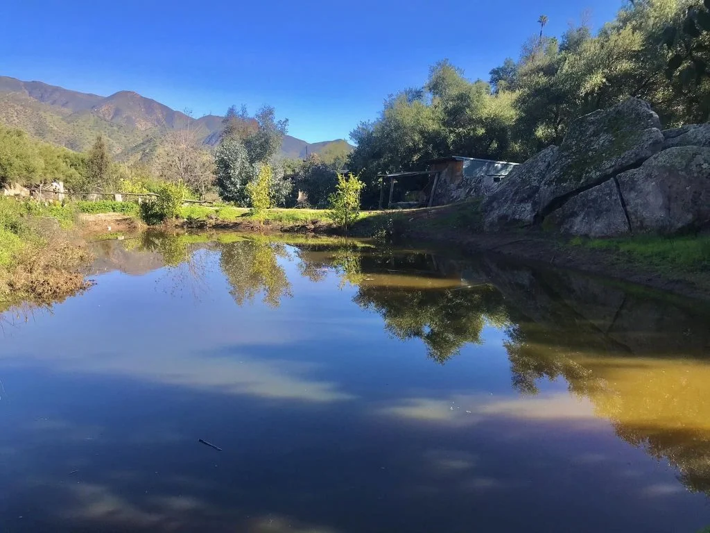 Ojai Olive Oil factory