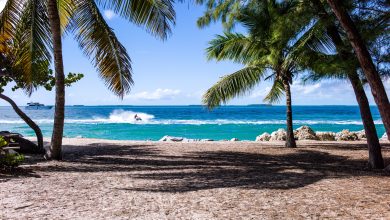 Green leaf coconut trees on beach