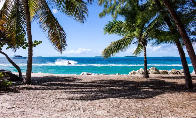 Green leaf coconut trees on beach