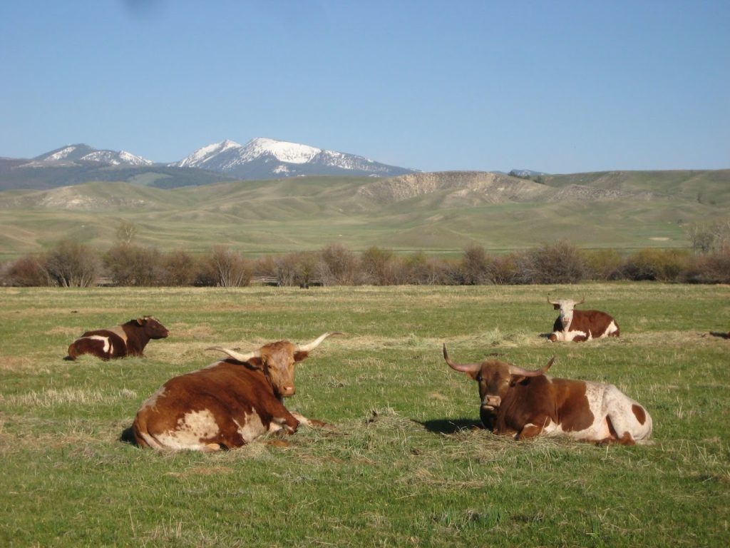 Cows at Grant-Kohrs Ranch National Historic Site