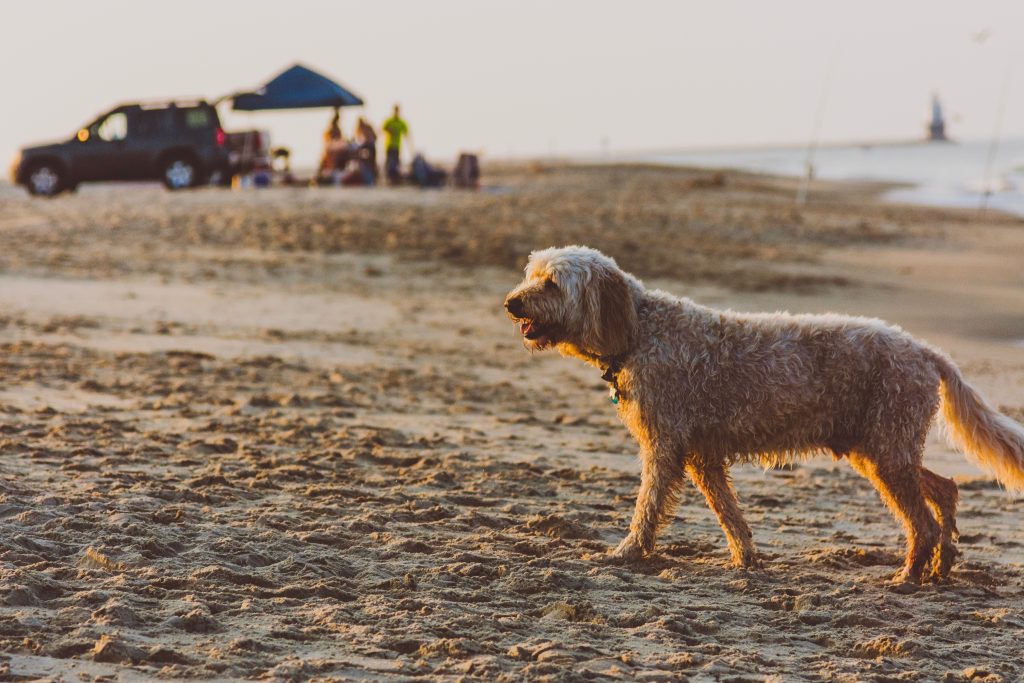 dog at Rehoboth Public Beach