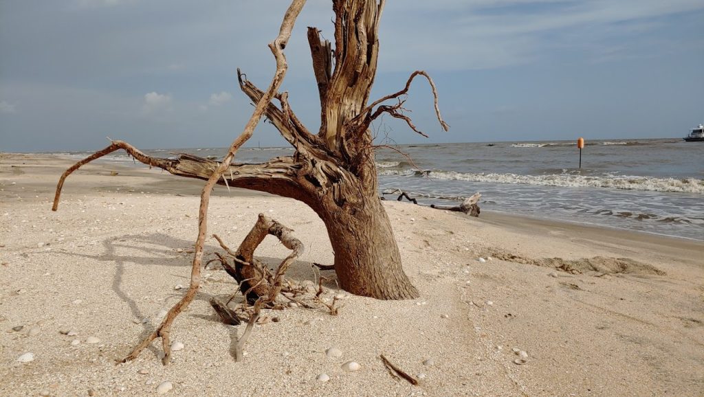 Rutherford Beach tree