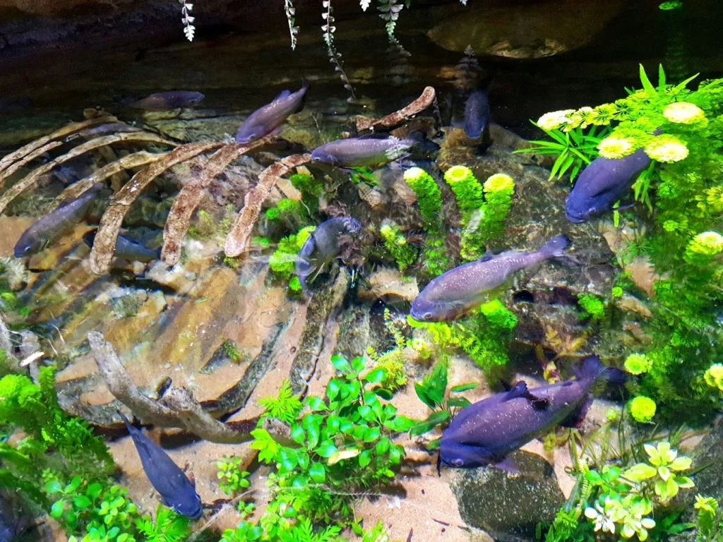 Underwater Zoo dubai mall