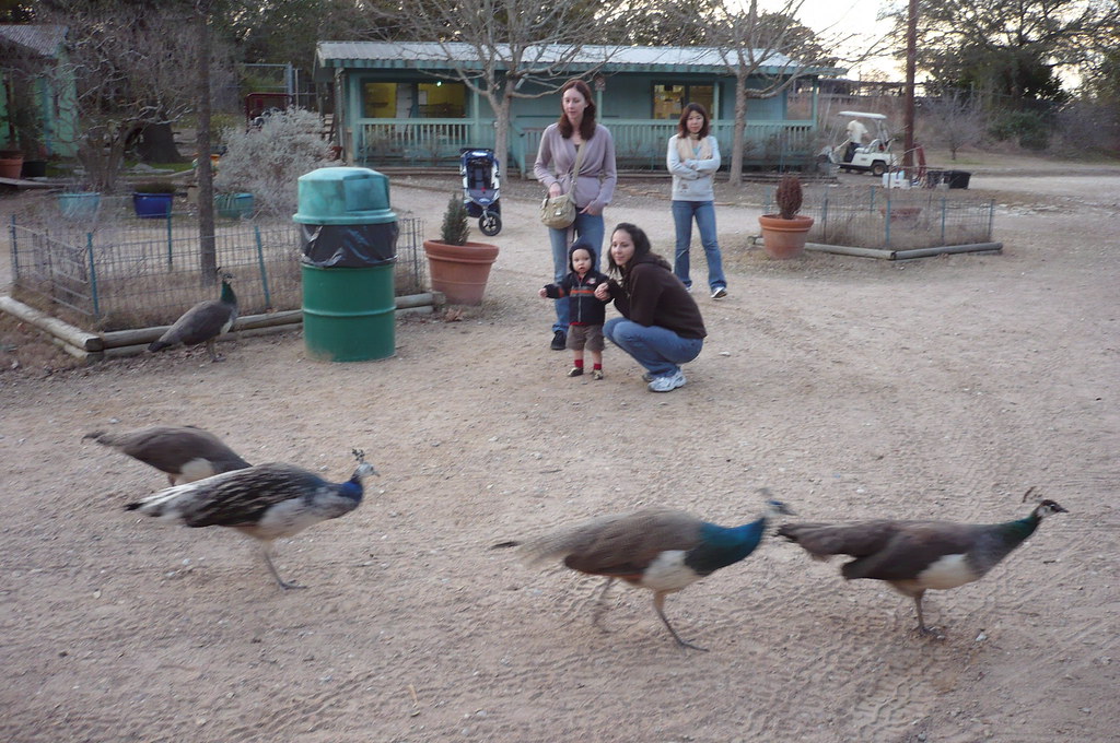 People feeding animals in Austin Zoo