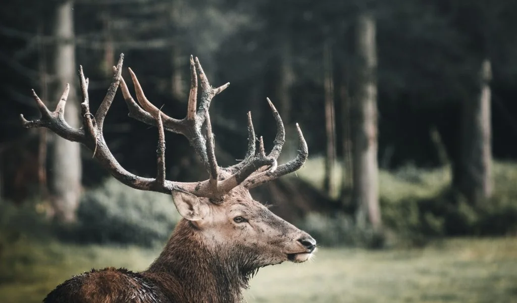 elks head