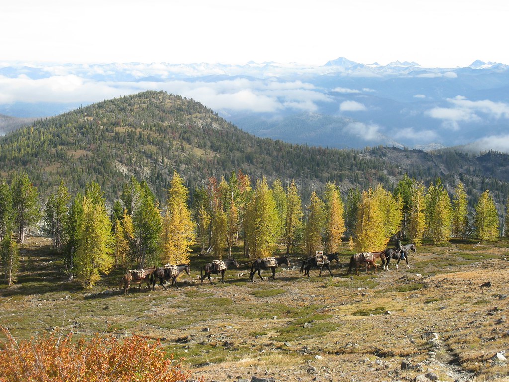 Lolo National Forest