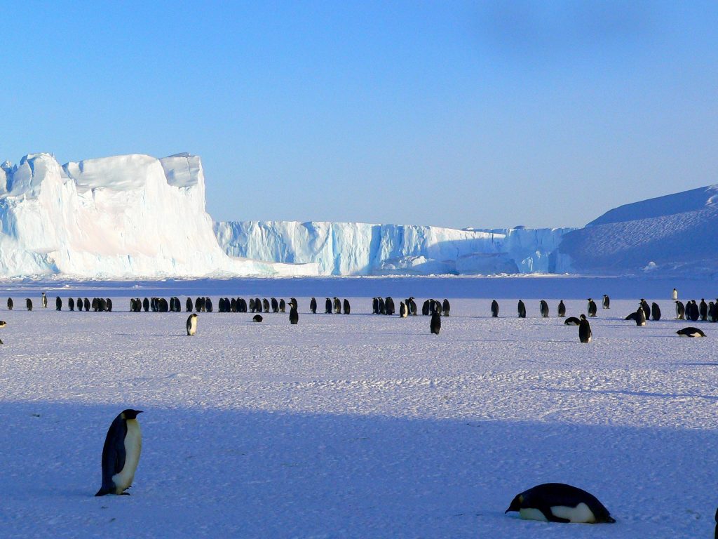 Antarctica's Wilderness Under Threat: The Impact of Tourism