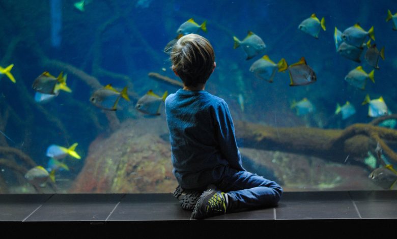 Kid watching fishes in an aquarium