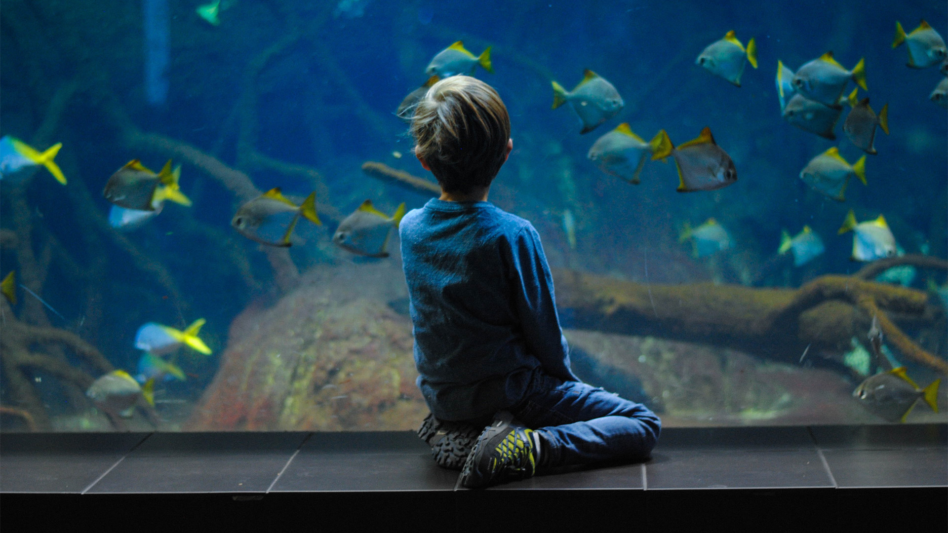 Kid watching fishes in an aquarium