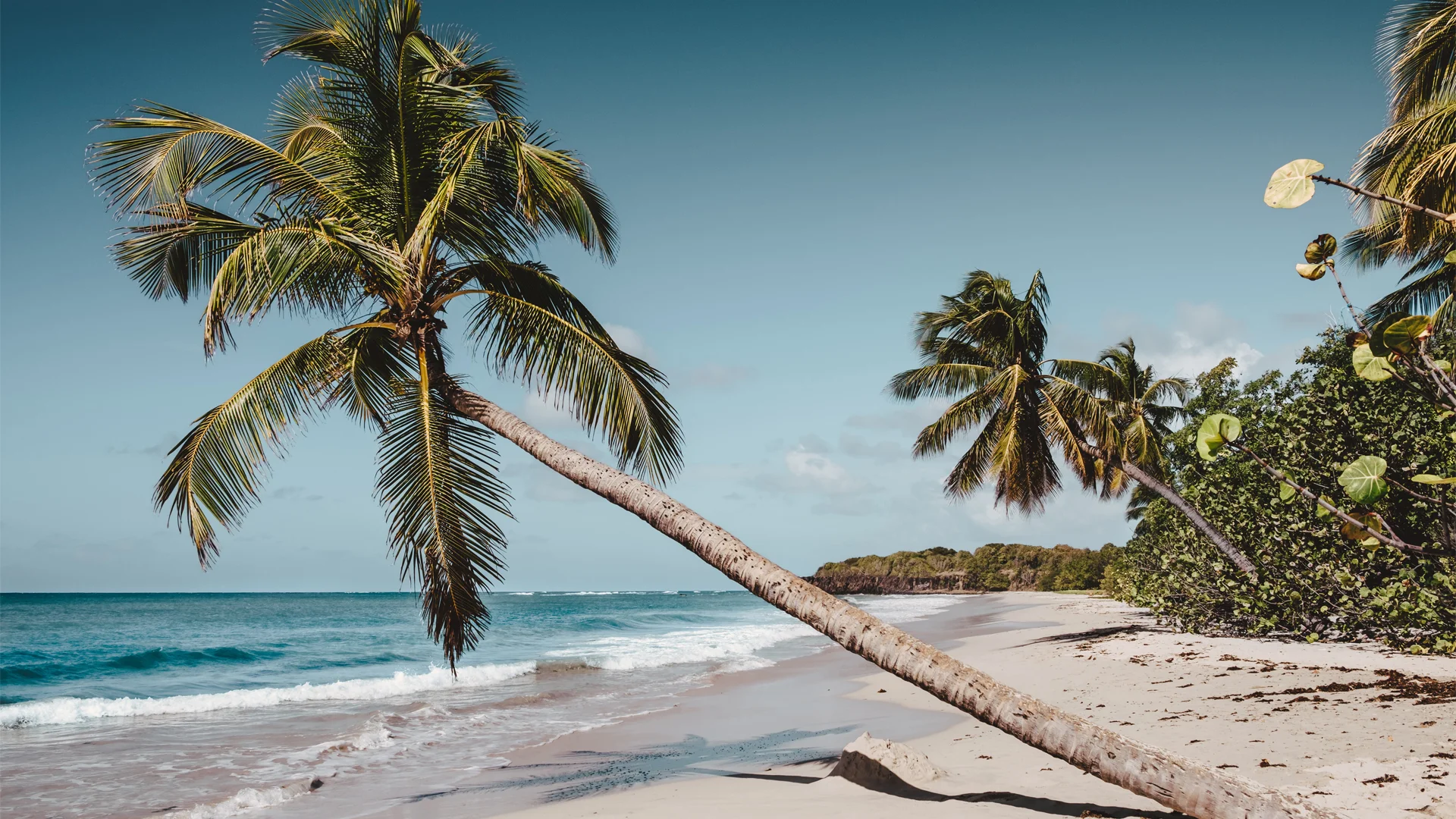 Beach with palm trees