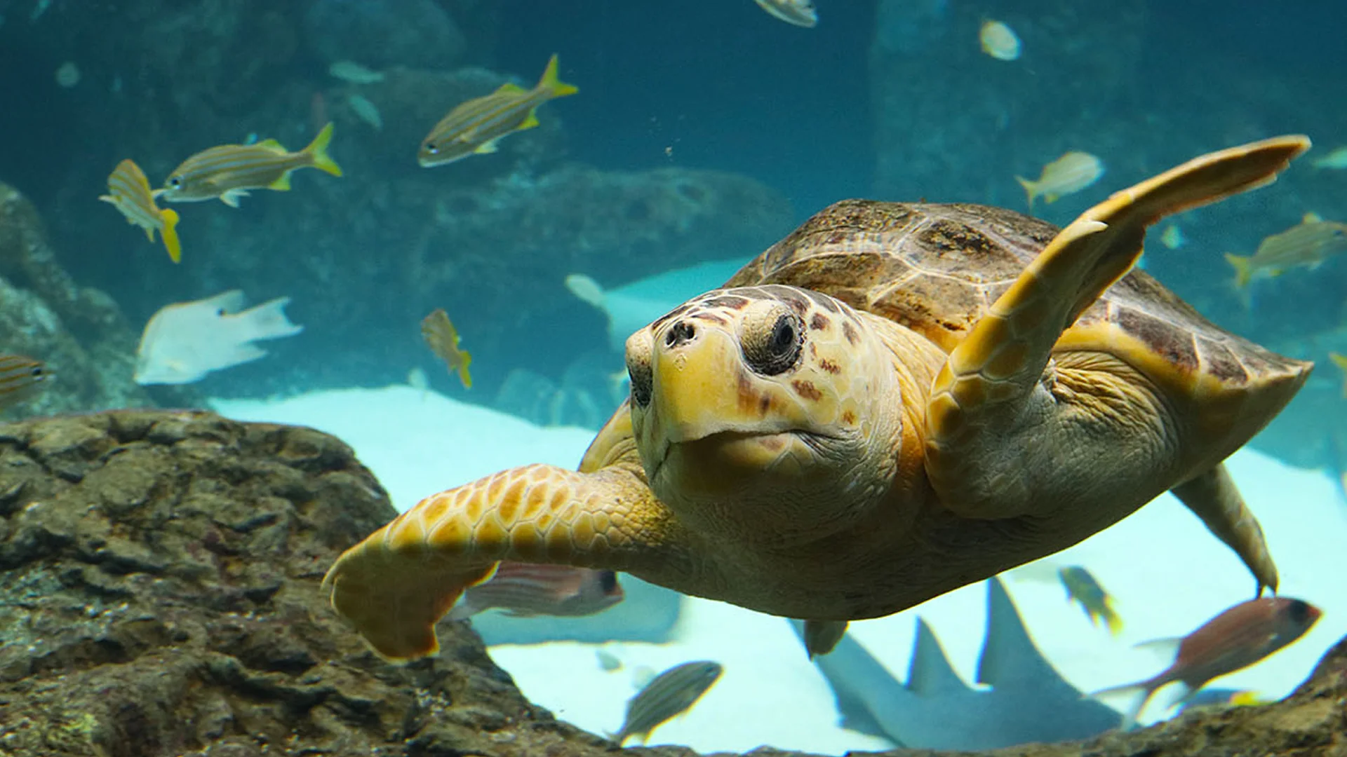 Turtle in Florida Aquarium