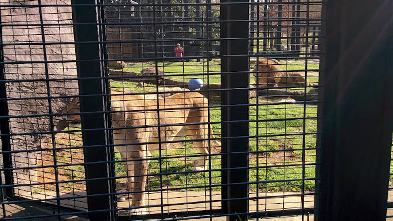 Lion in a cage at George H. Carroll Lion Habitat
