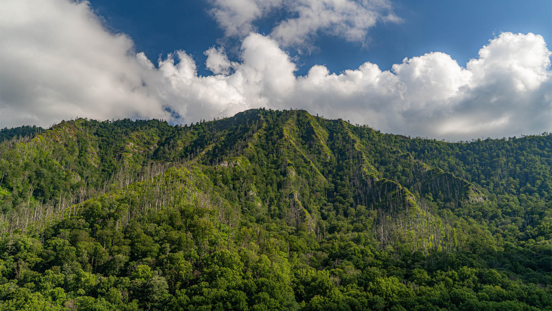 Beautiful mountains at the Great Smoky Mountains National Park