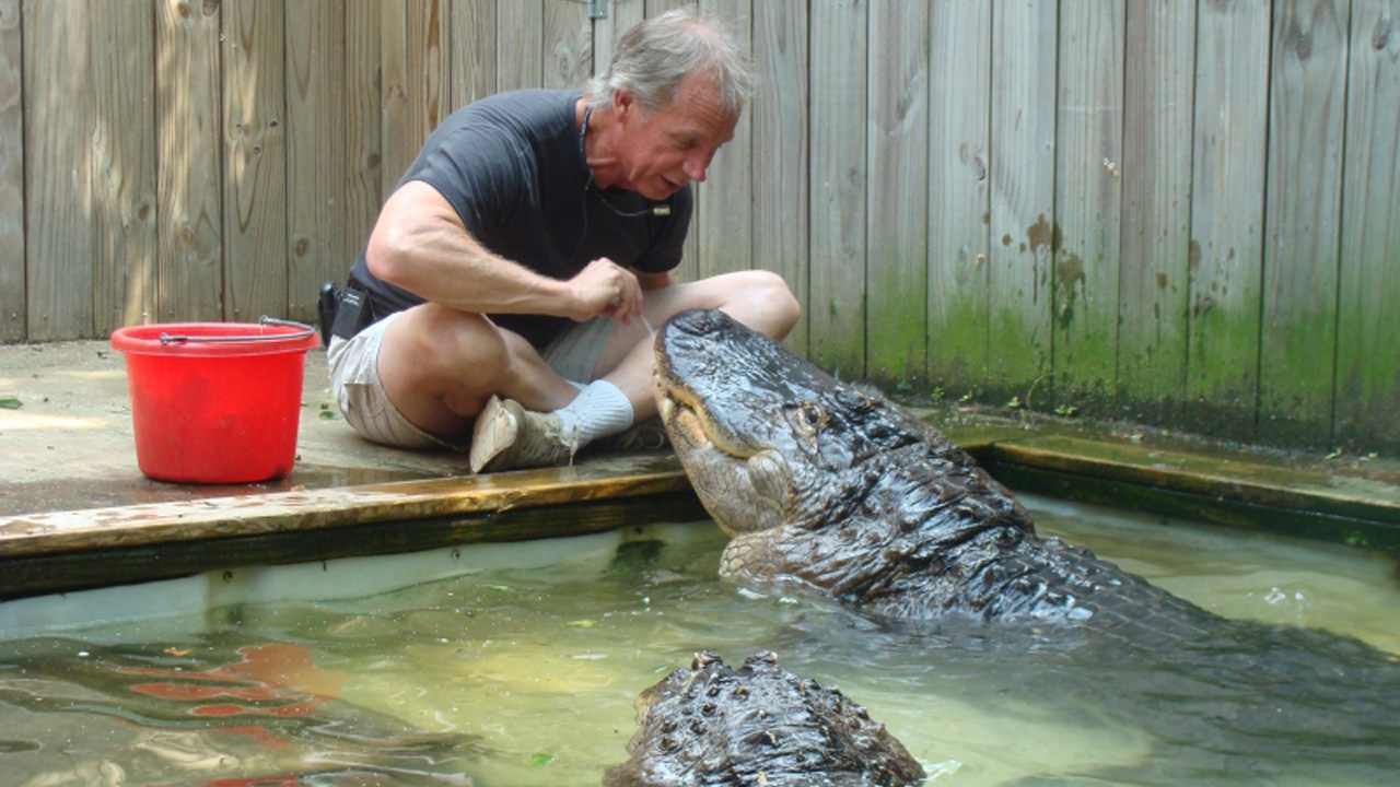 Man feeding crocodile