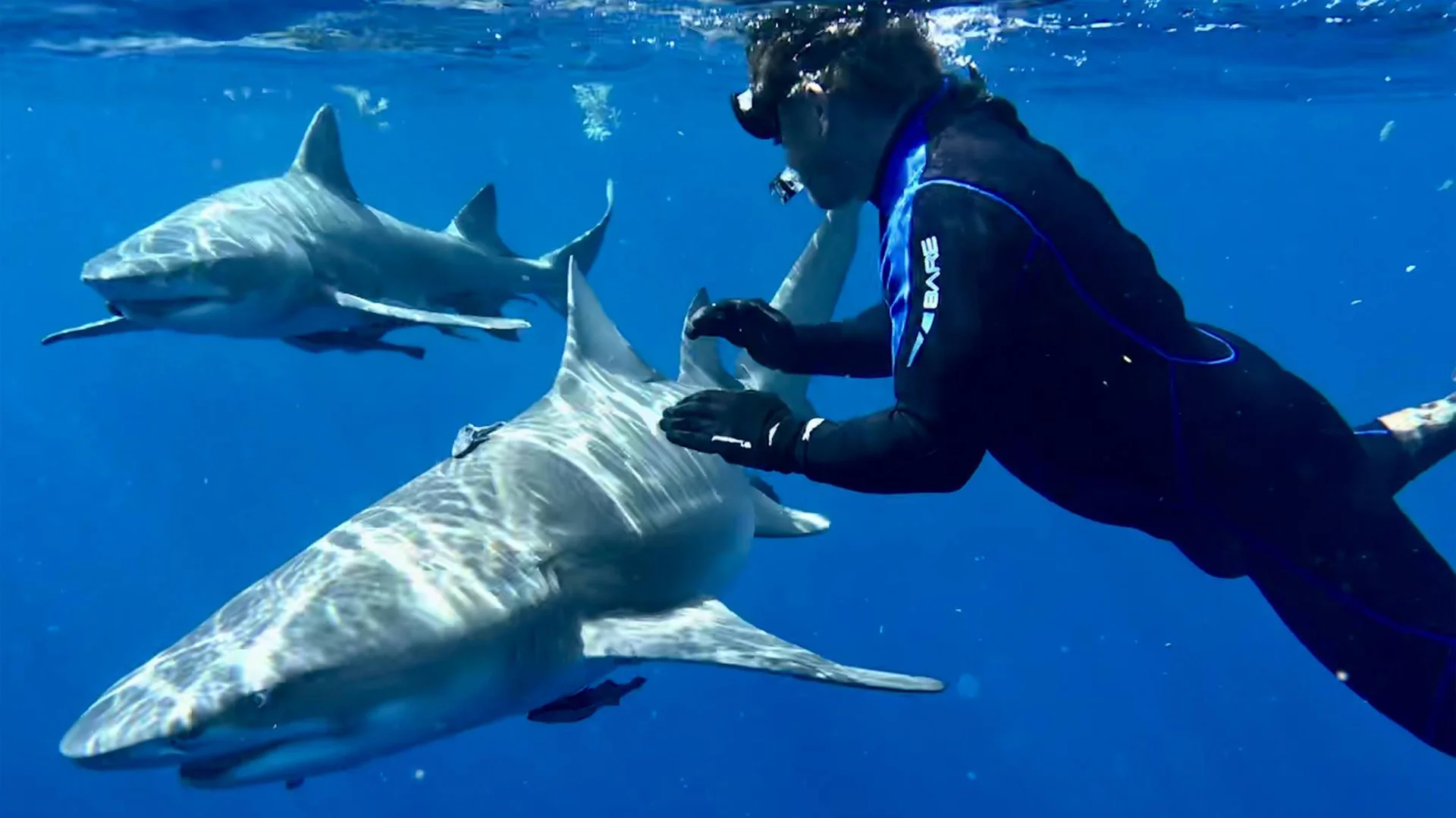 Tour guide with sharks