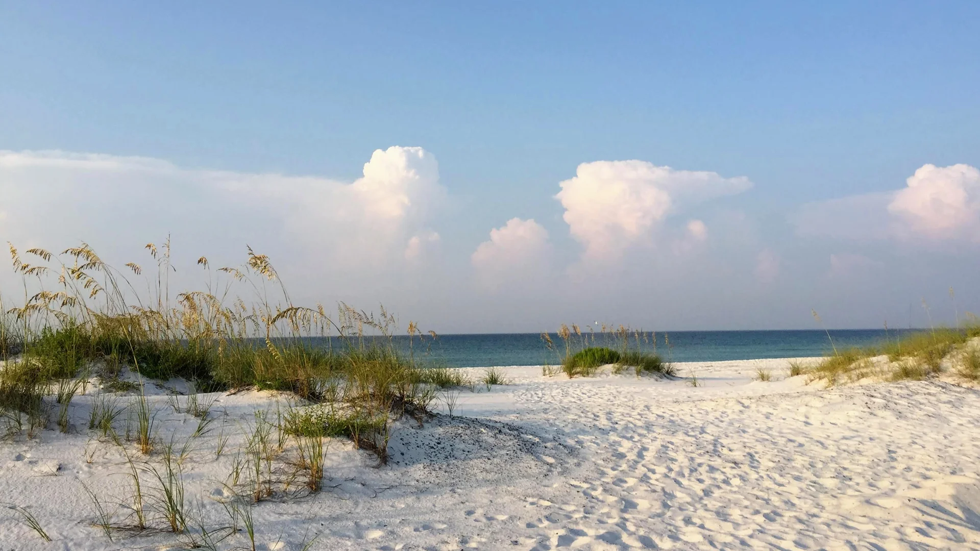 Beach with grass and bushes