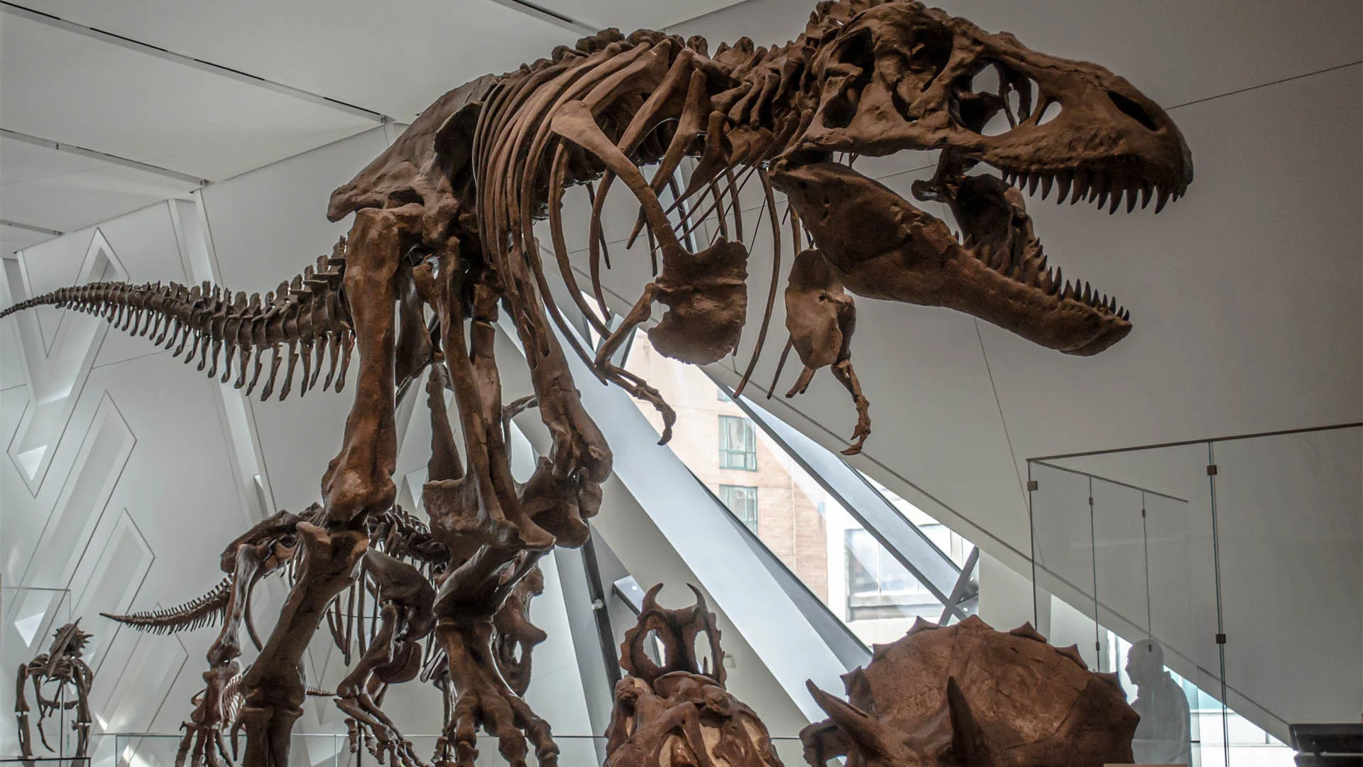 Royal Ontario Museum