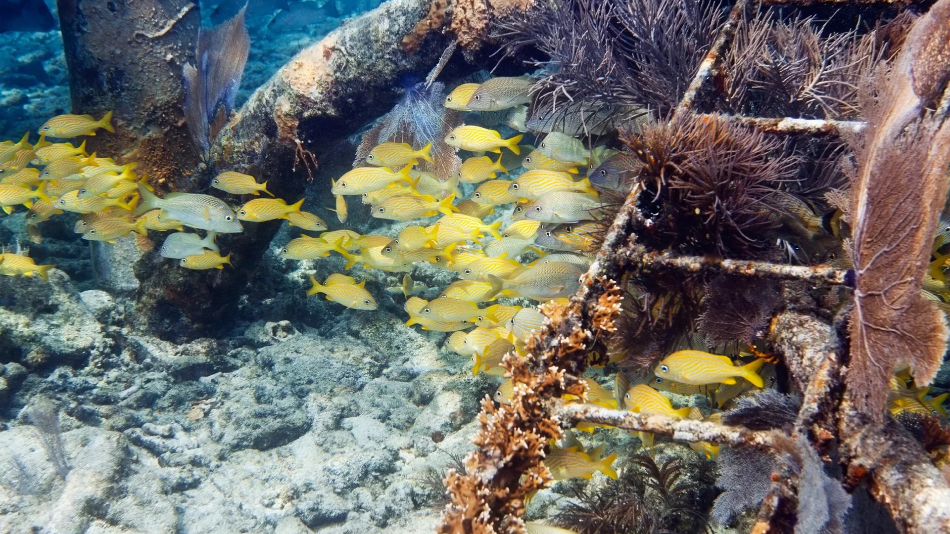 St. Augustine Aquarium