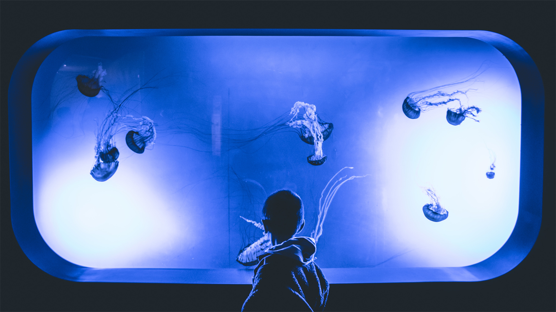 Little boy watching a tank full of jelly fish