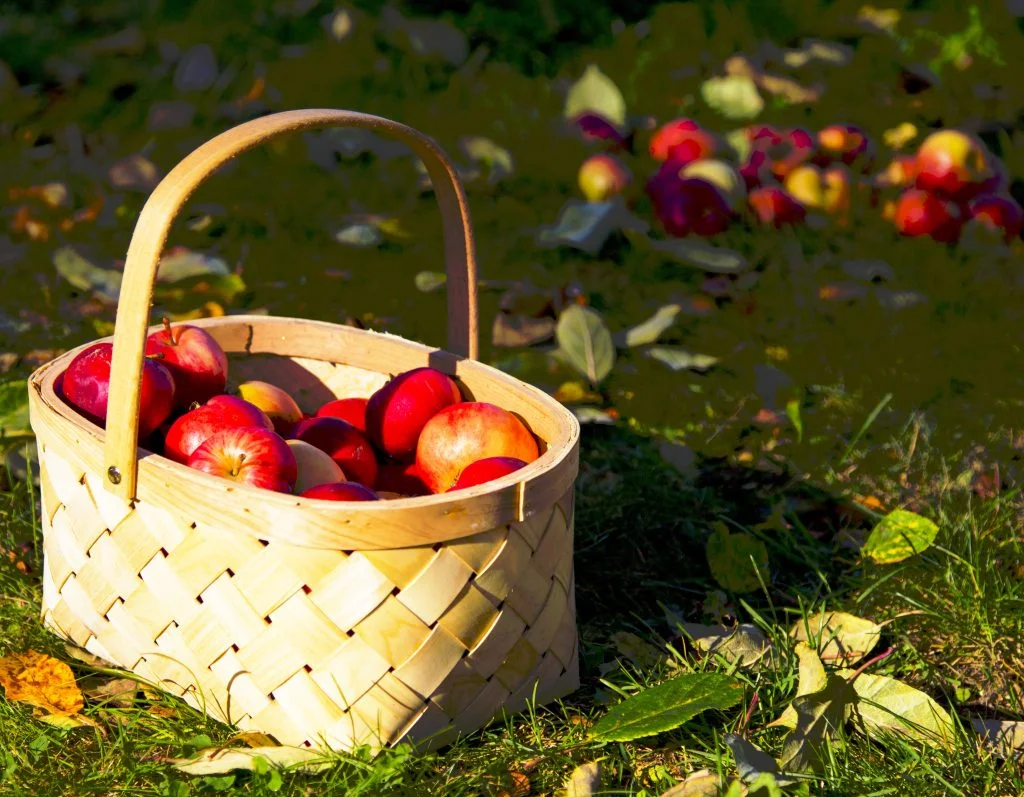 Go for a Picnic