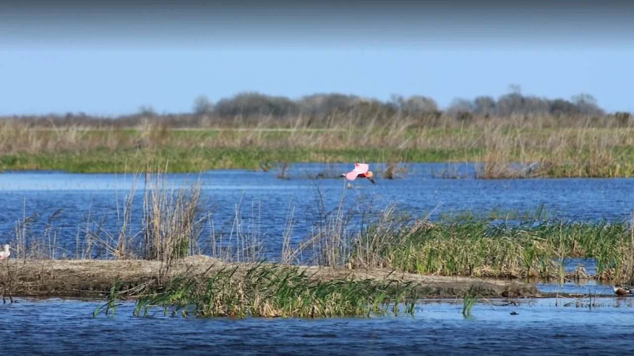 Anahuac Wildlife Refuge