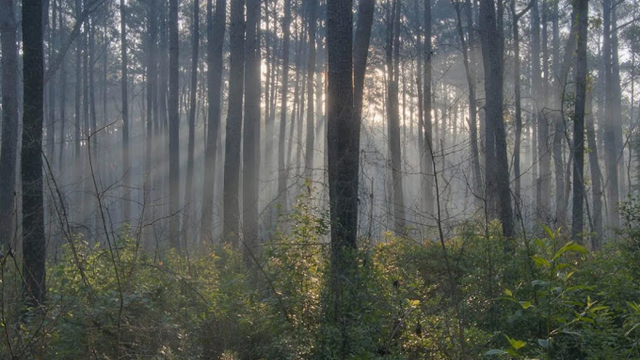 Sam Houston National Forest