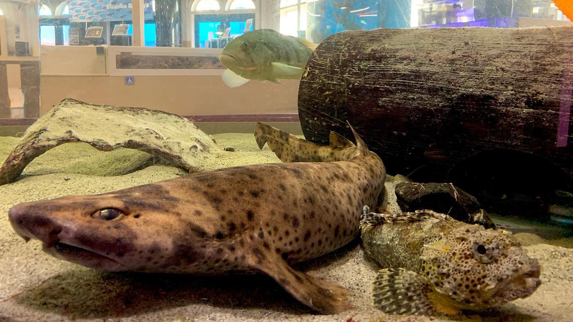 Two beautiful fishes at Santa Monica Pier Aquarium