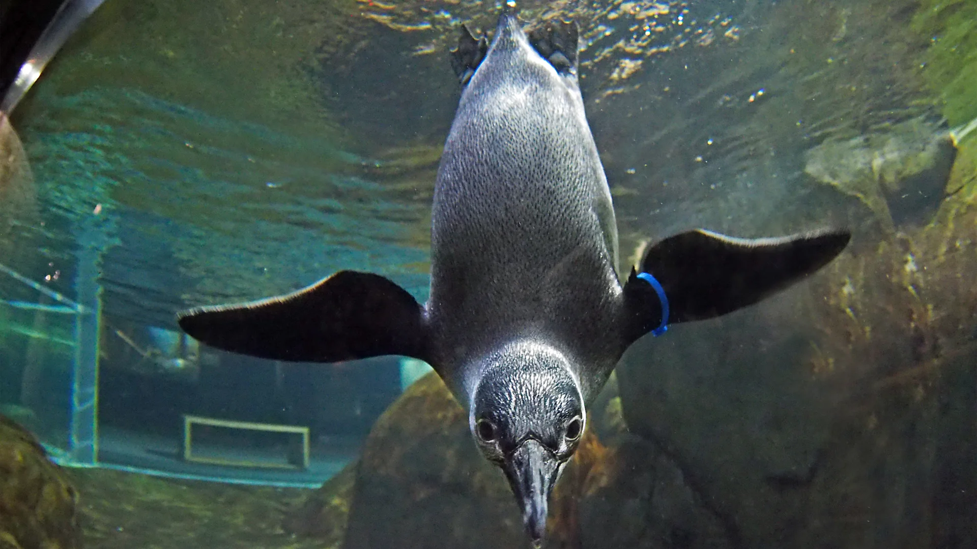 Penguin at The Wiseman Aquarium at the Greensboro Science Center