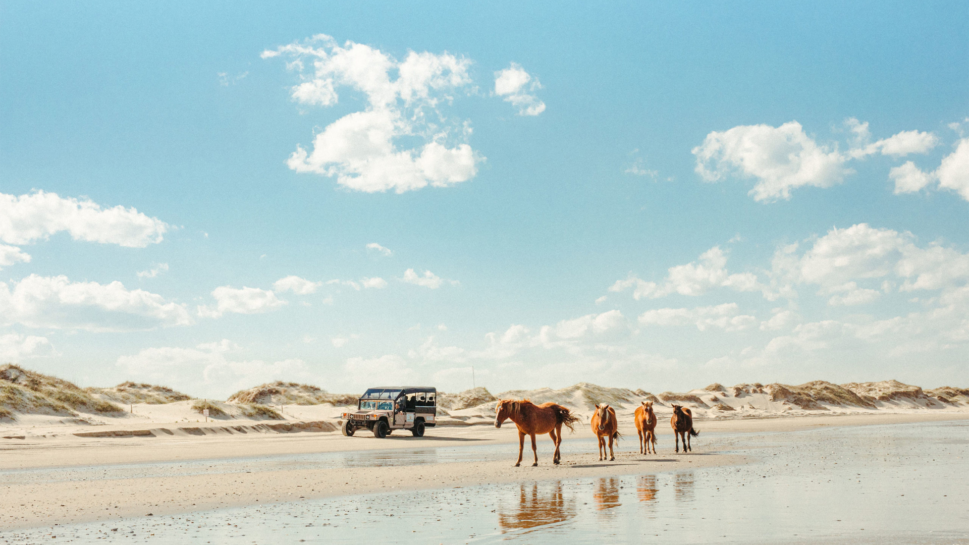 Tour of the Wild Horses