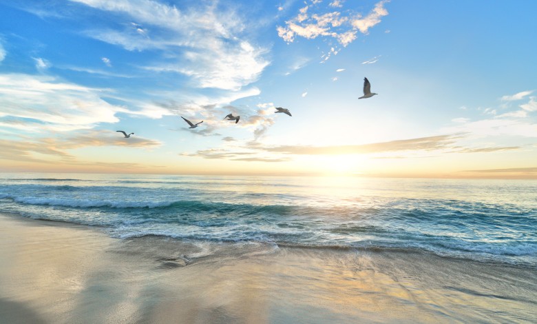 Beach sunset birds
