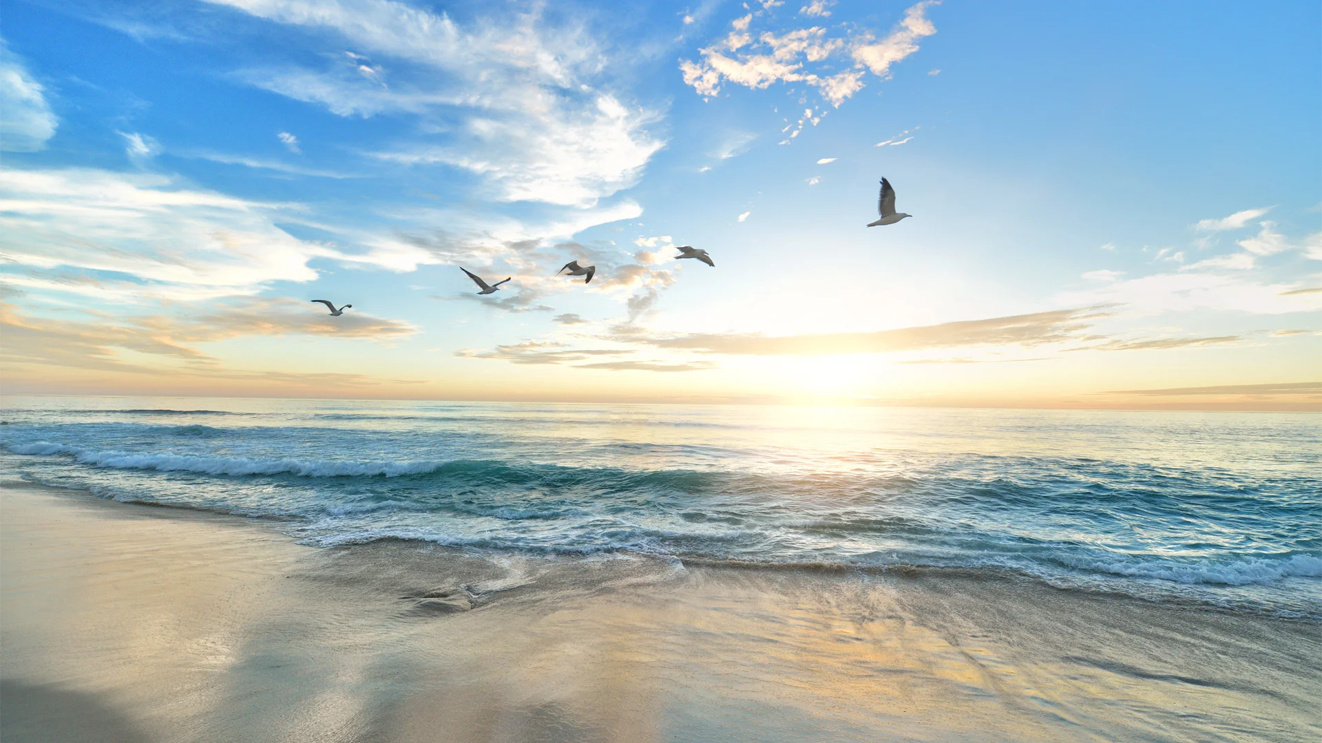 Beach sunset birds