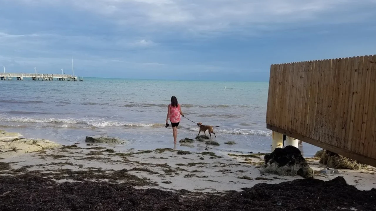 Dog Beach