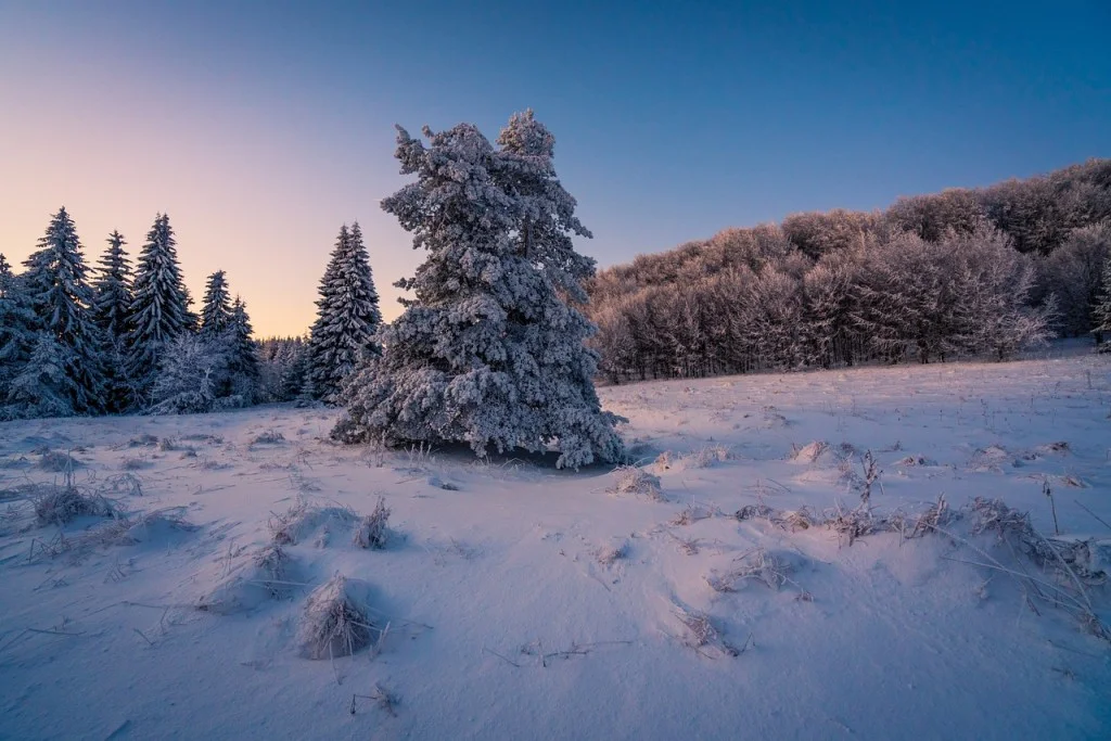 snow trees sunset
