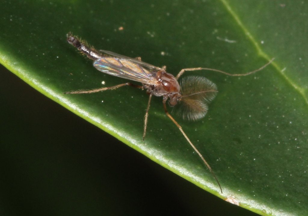 Midge on a leaf