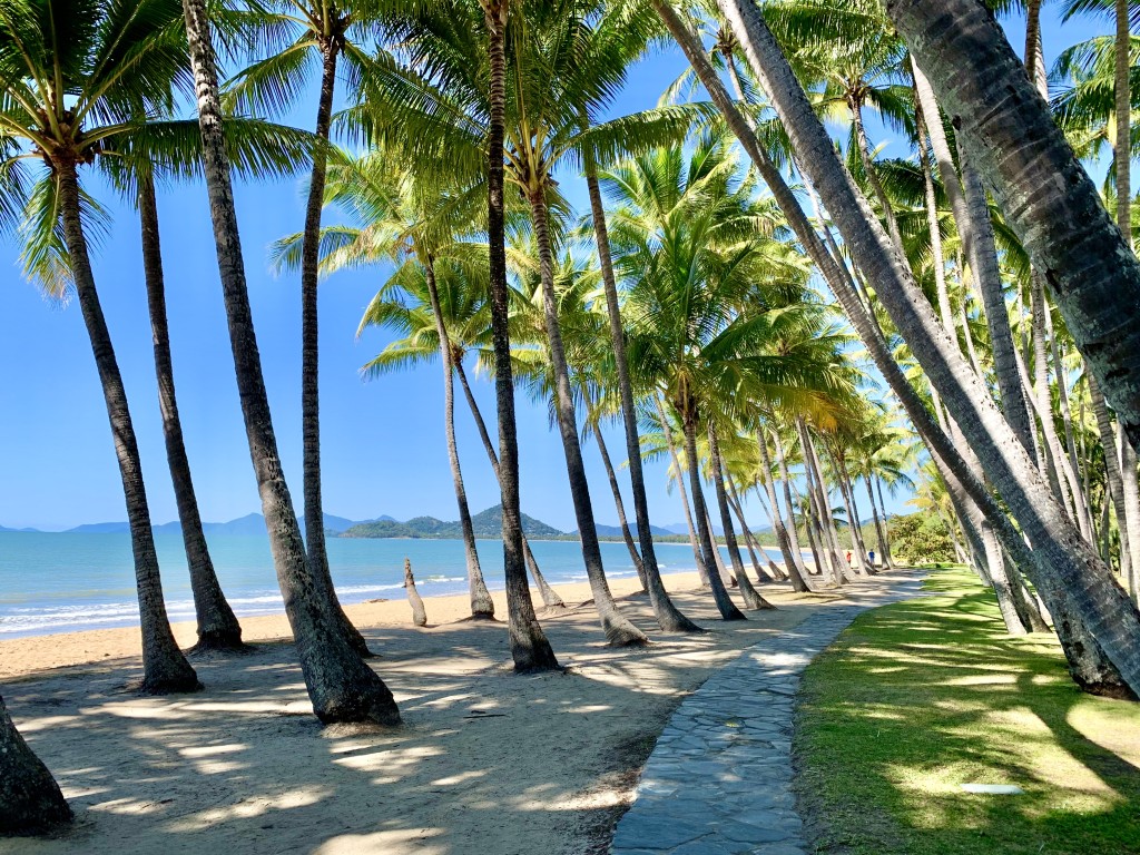 Palm trees at palm cove beach