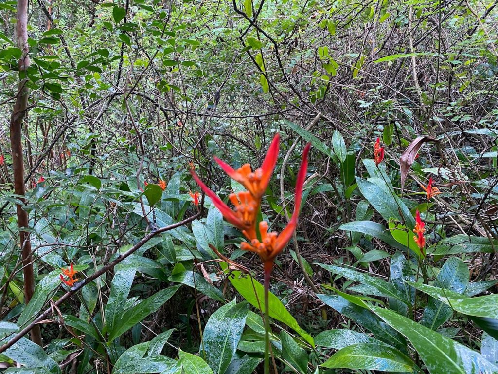 scenery at waimano falls