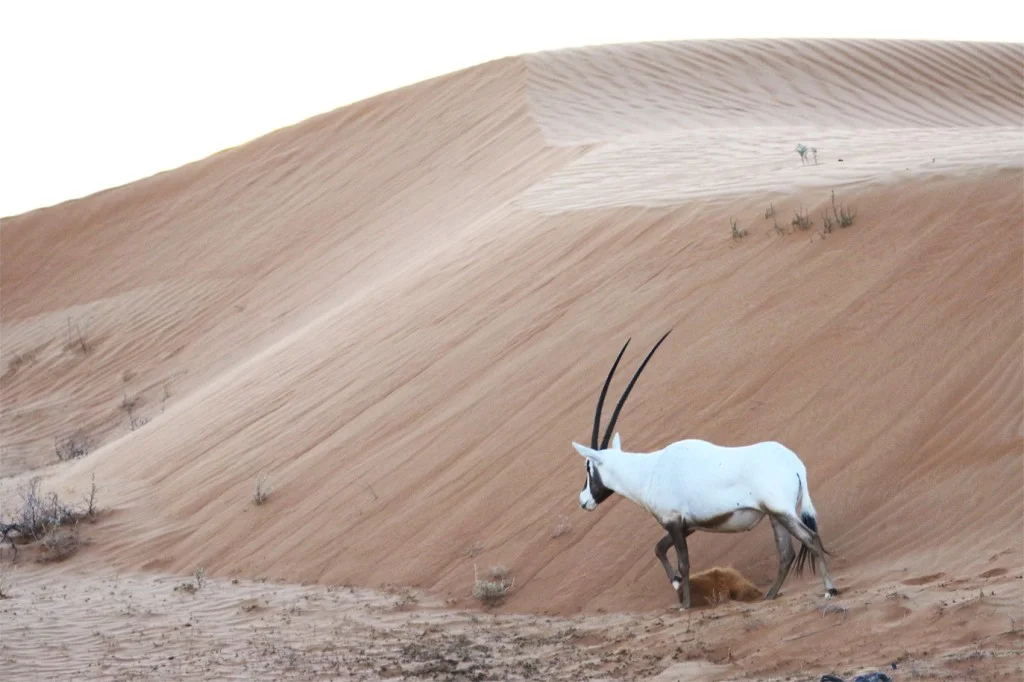 Arabian Oryx