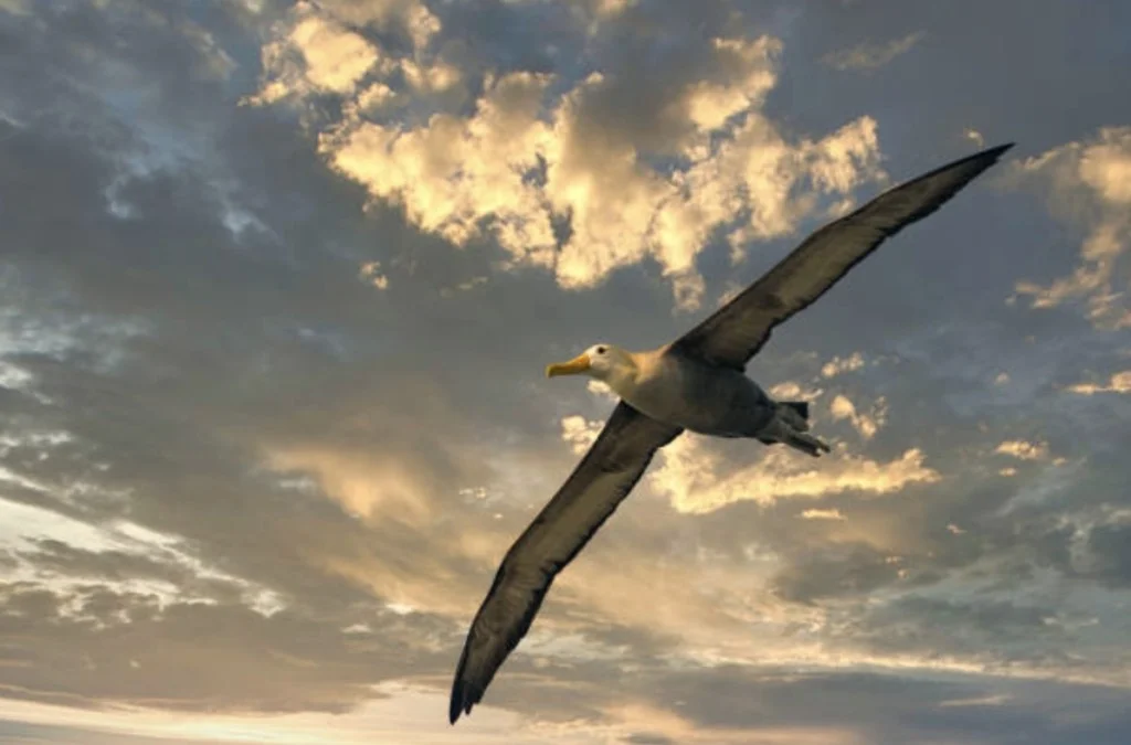Galápagos Albatross