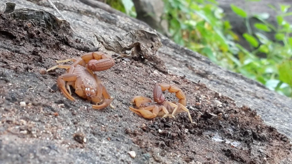 Arizona Bark Scorpion
