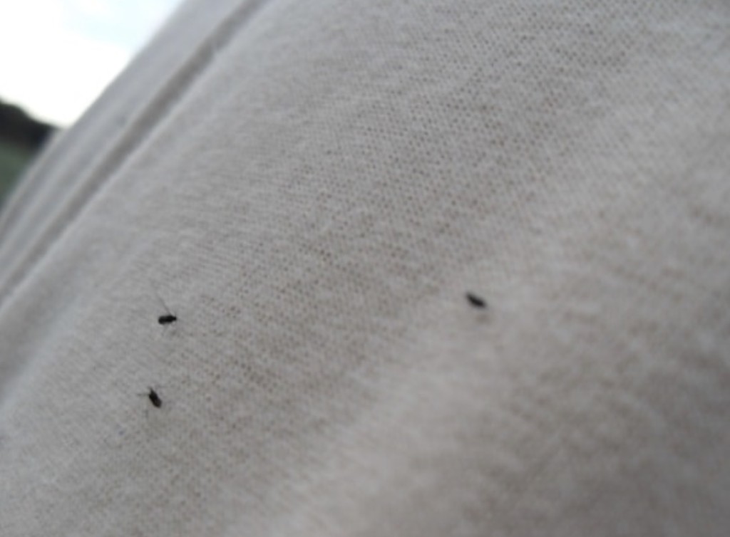 Bed Bugs on Clothes