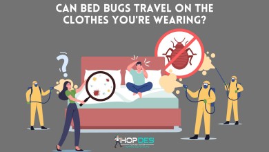 Can Bed Bugs Travel on Clothes You're Wearing?