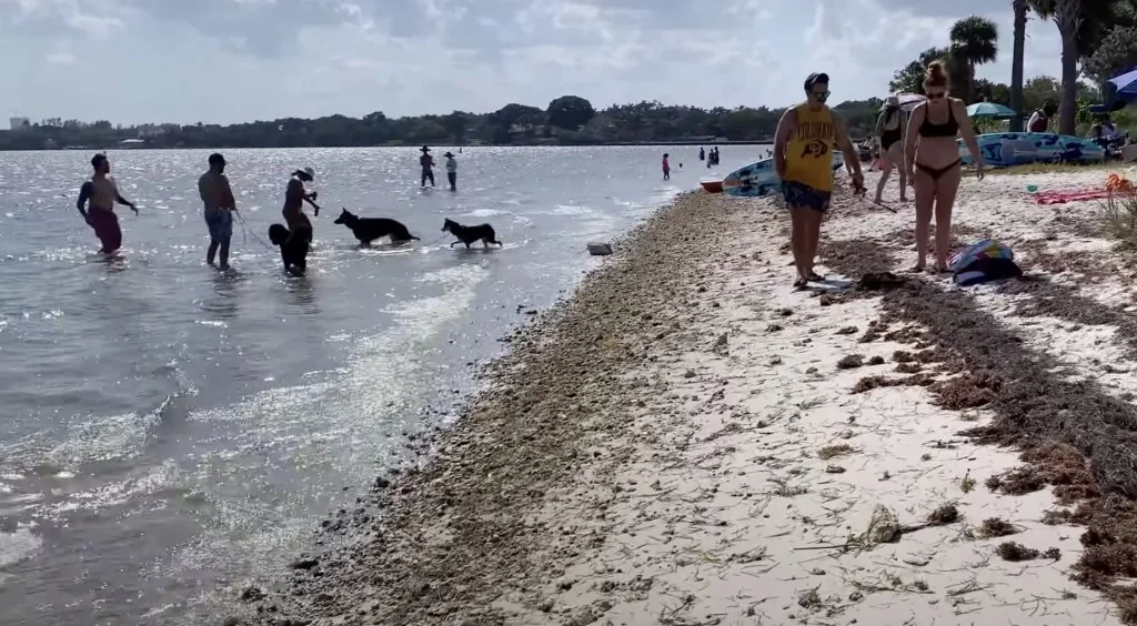 Dogs at Hobie Island Park Beach 